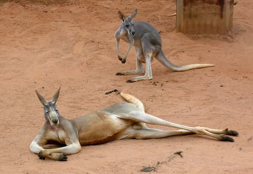 Kövekkel dobáltak halálra egy kengurut egy állatkertben