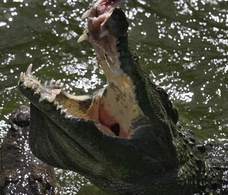 Krokodil ölt embert a nemzeti parkban