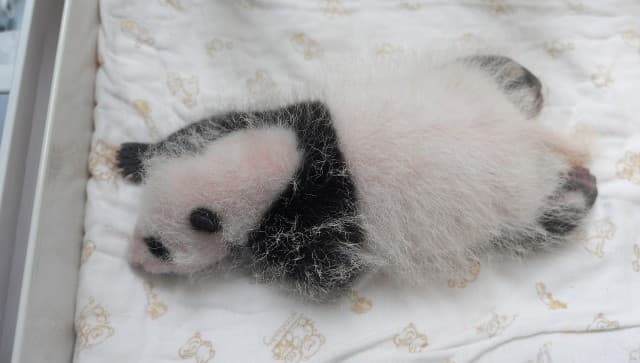 Váratlanul elpusztult a néhány napja Kínában született óriáspandabébi