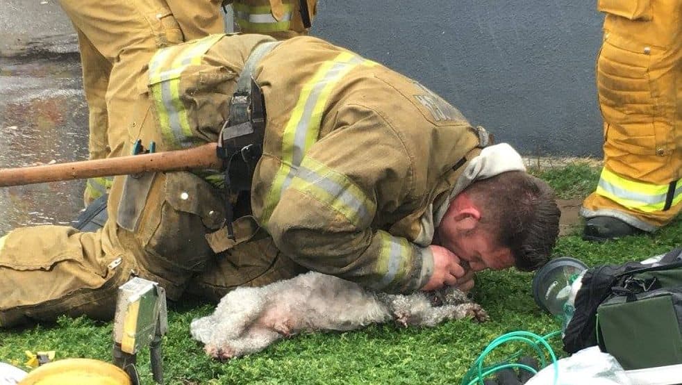 Kihozták az égő házból, majd újraélesztették a kutyát a tűzoltók!