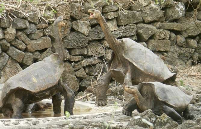 A Galápagos-szigeteken kihalt óriásteknősfaj újratelepítésével próbálkoznak a tudósok