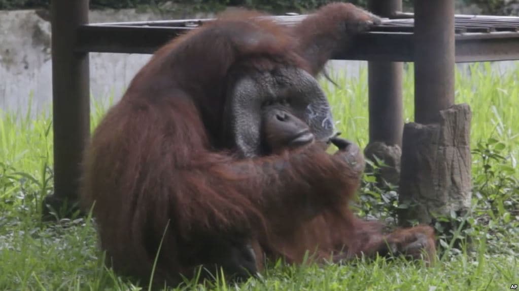Cigarettázó orangutánt filmeztek le a rosszhírű állatkertben (videó)