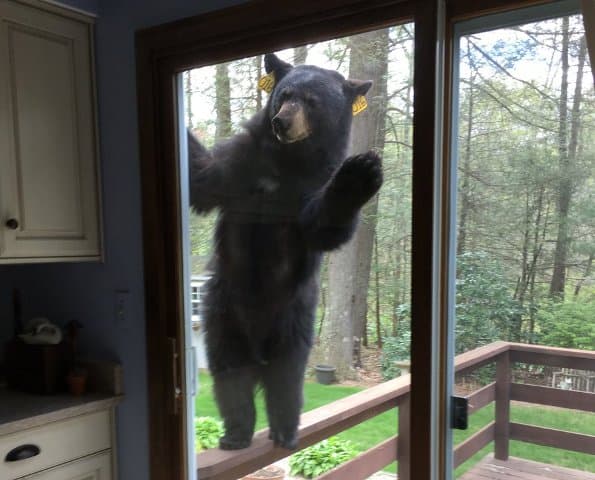 Sütit akart enni a medve – be akart törni a házba