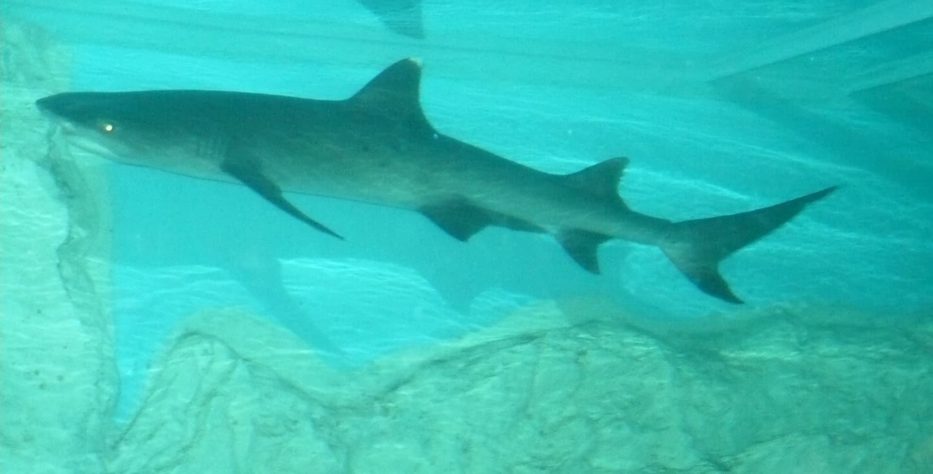 Két új cápa érkezett a budapesti Tropicariumba