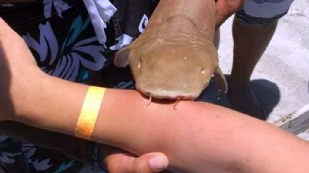 Felelőtlen turisták miatt pusztult el egy cápakölyök
