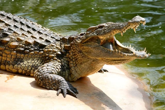 Széttépték a krokodilok az idegenvezetőt