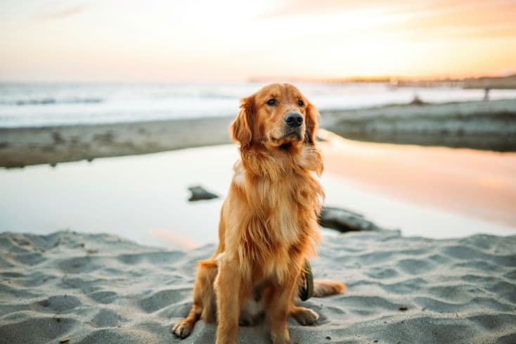 A golden retriever kutyus több mint 300 utód apukája - most azonban már nyugdíjba készül (FOTÓK)