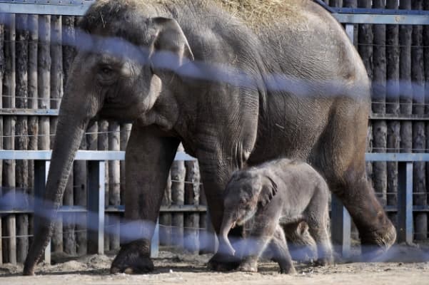 Ha nincs más dolgod, megnézheted az újszülött budapeti kiselefántot