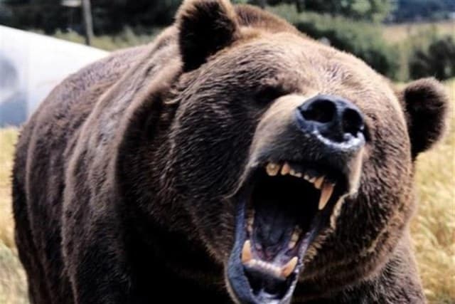 Egyre szaporodnak a medvetámadások Alaszkában