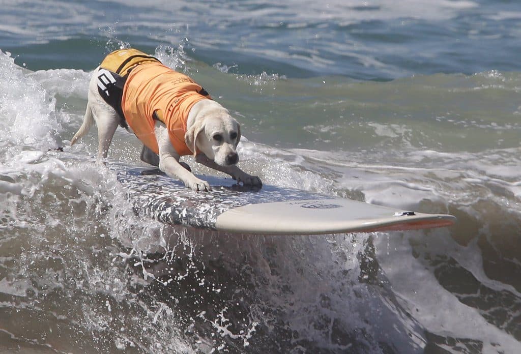 Szörfversenyt rendeztek kutyáknak