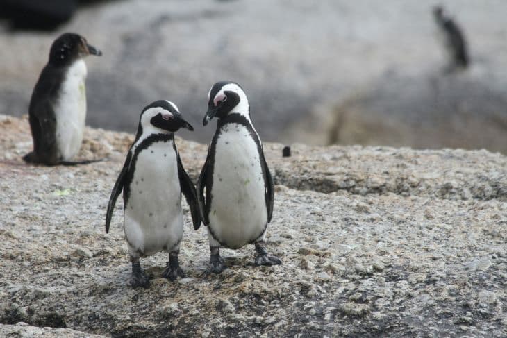 Két pingvin megható barátsága: Penguin mindenben segíti rosszul látó barátját (VIDEÓK)