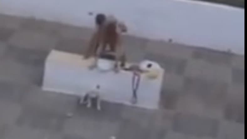 Kutyasétáltatás közben szexelt a begerjedt páros (videó)