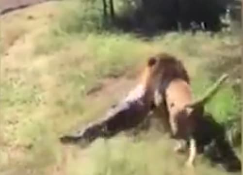 Családja szeme láttára hurcolta el az oroszlán az idős férfit (VIDEÓ)