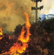 Erdőtüzek pusztítanak Portugália középső részén