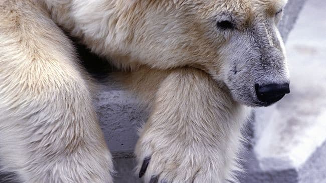 Jegesmedve ölt meg két embert Alaszkában, egy gyerek is van az áldozatok között