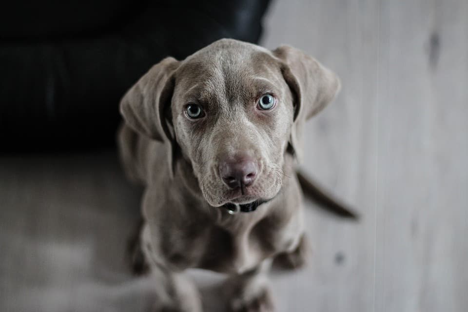 Szilveszterkor elszökött a szlovákiai család kutyája, elképesztő, hol bukkantak rá