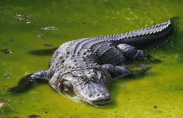 Emberi maradványokat találtak egy elfogott aligátor gyomrában