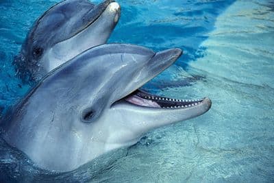 Megkezdődött az éves delfinöldöklés Taidzsiban