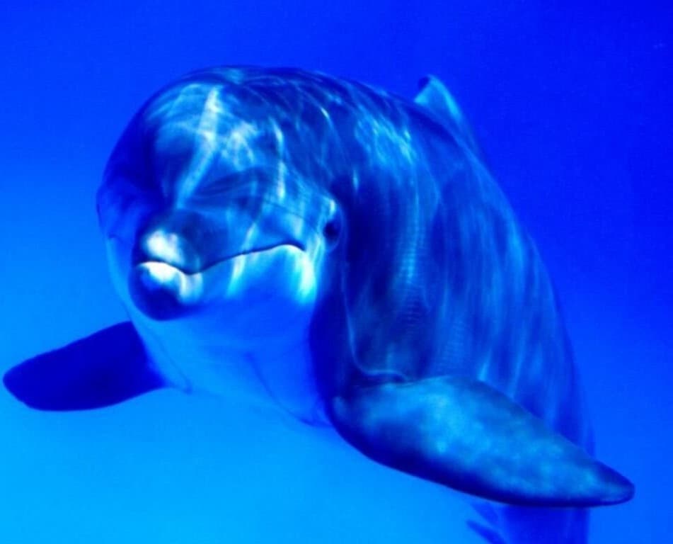 Higanyszennyezettség veszélyezteti az amazonasi folyamidelfineket