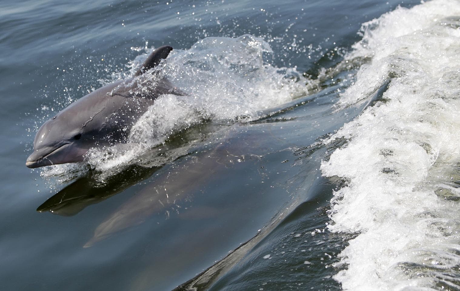 Több mint kétszáz delfinnek sikerült visszaúsznia a partról a vízbe