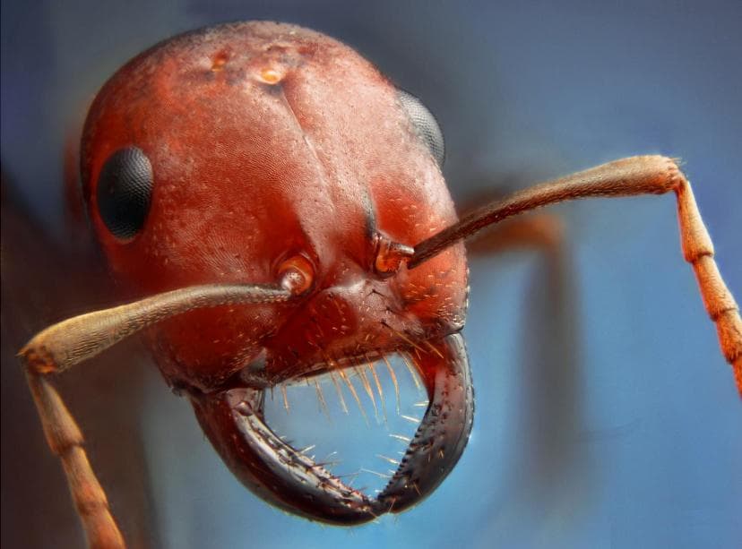 A hangyák ügyesebben tájékozódnak, mint gondoltuk