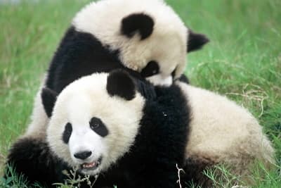 CUKI: Így reagált a panda a neki épített hóemberre