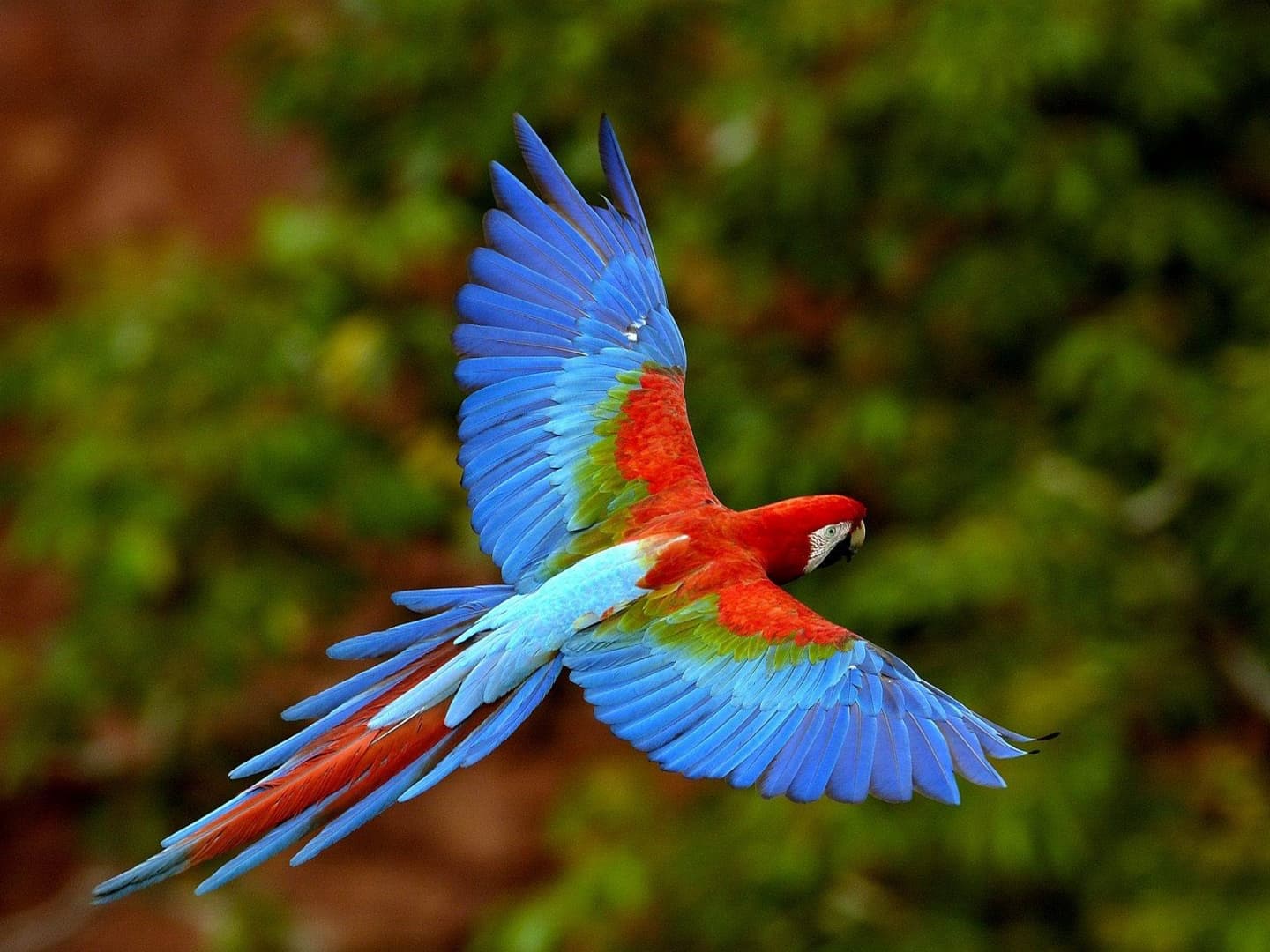 Hihetetlen! Gazdája hangját utánozva rendelt az Amazonon egy papagáj