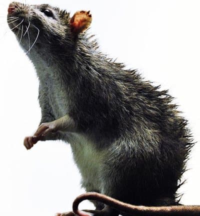 Kihalt egy patkányfaj a klímaváltozás miatt