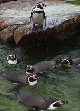Víziszonyos pingvin