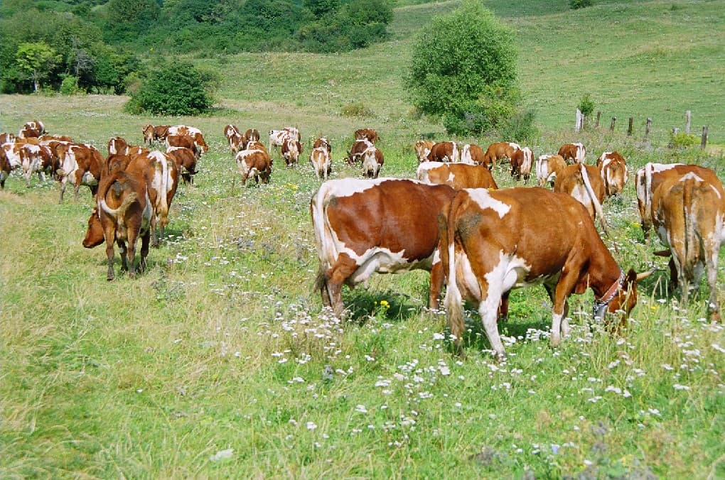 Rovarirtót ivott nyolc önkéntes a tehenek védelmére hivatkozva, egyikük meghalt