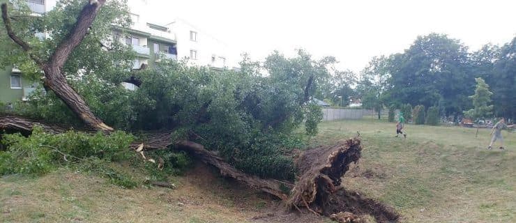 Háromszáz éves fa dőlt egy vadonatúj személyautóra Somorján