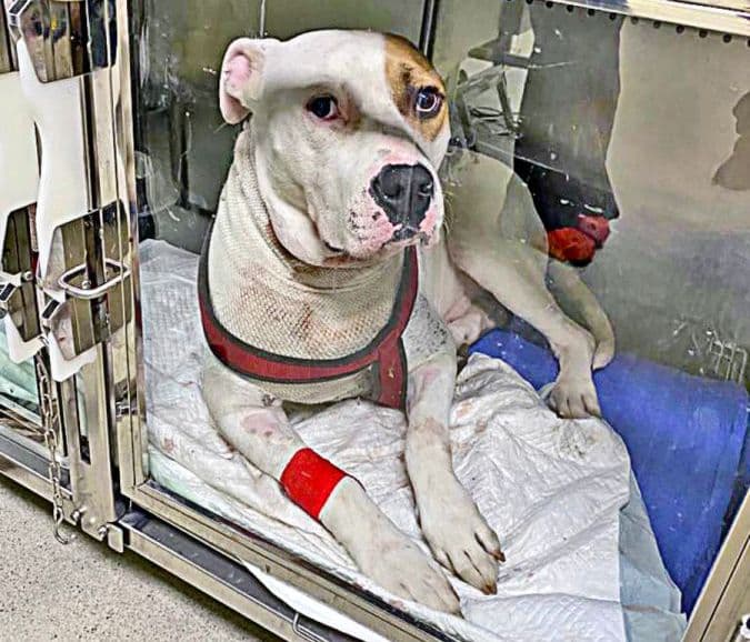 Szörnyű vérfürdő egy lakásban – elvágta saját kutyája torkát egy részeg férfi