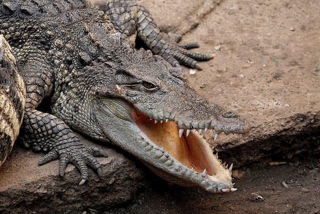 Súlyosan veszélyeztetett sziámi krokodilok kilenc tojása kelt ki