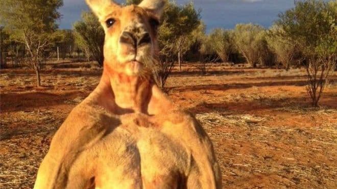 Elpusztult Ausztrália leghíresebb kenguruja