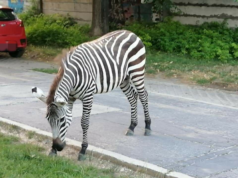 Ilyet nem látsz minden nap – zebra sétálgatott egy lakótelepen! (FOTÓK)