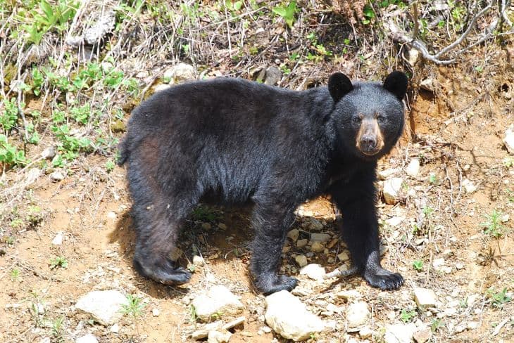 A medve beállt egy szelfire egy turistával - valószínűleg nem fényképezkedni szeretett volna (VIDEÓ)