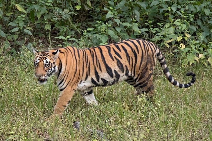 Utcán sétálgató tigrist próbáltak befogni lasszóval (videó)