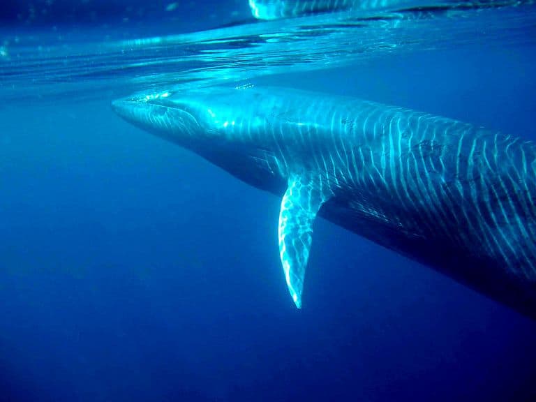 Kilónként 170 eurót is adtak a trópusi bálna húsáért az évtizedek óta első árverésen Japánban