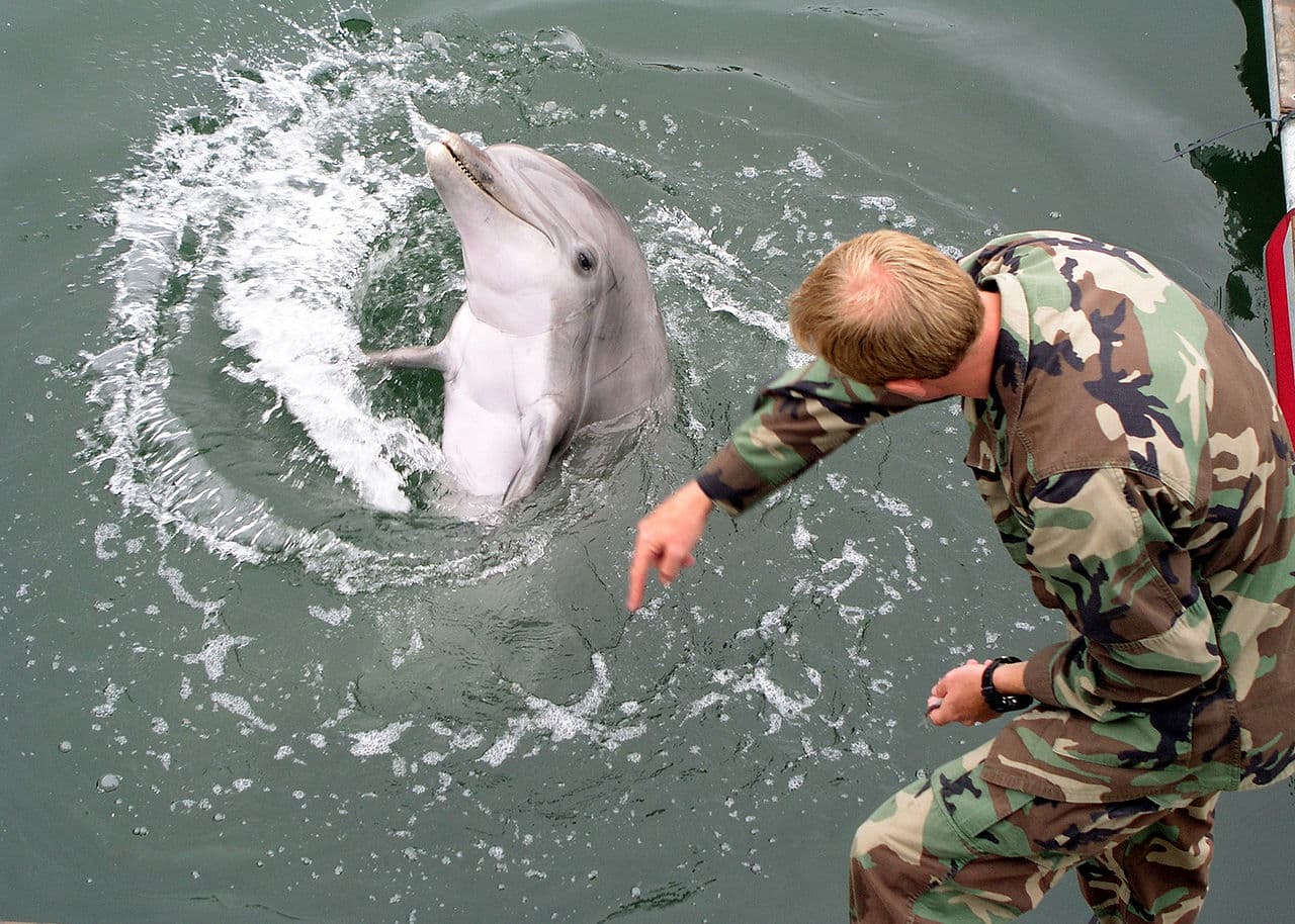 Elpusztultak az ukránok harci célokra kiképzett delfinjei