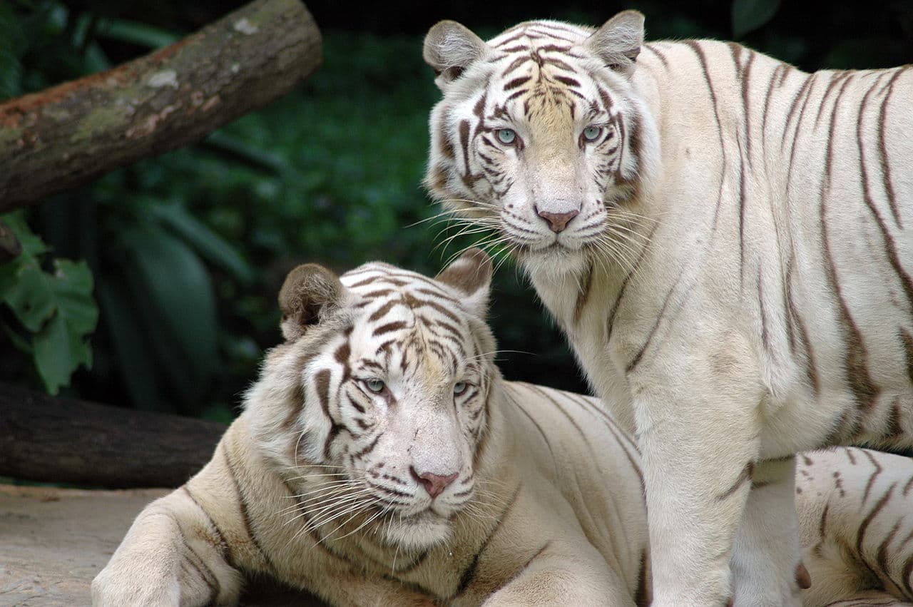 Fehér tigris harapta meg a cirkusz dolgozóját