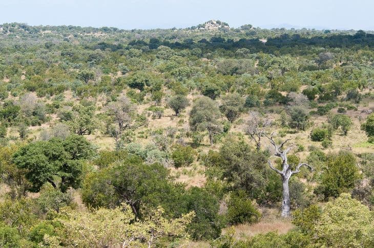 Megöltek egy német turistát a dél-afrikai Kruger Nemzeti Park közelében