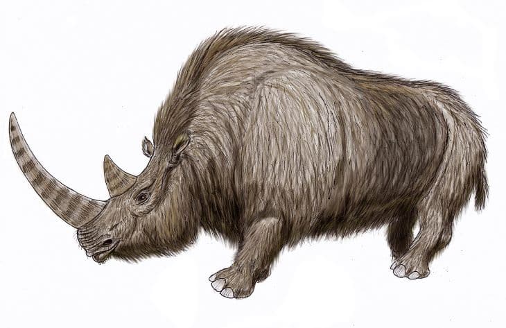Kihalt, 12 ezer éve élt gyapjas orrszarvú maradványai kerültek elő Jakutföldön