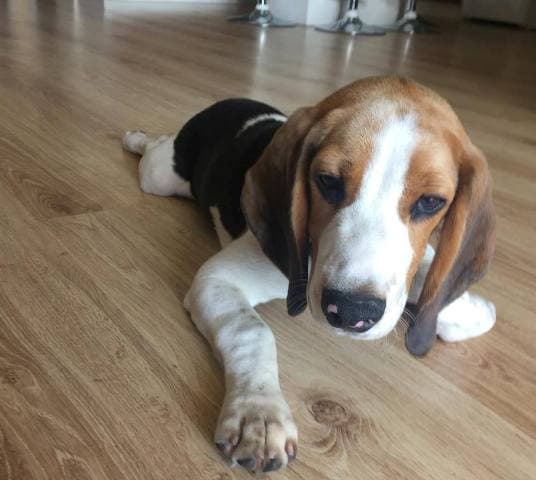 Új gazdija van az elhagyott Beagle-kutyakölyöknek