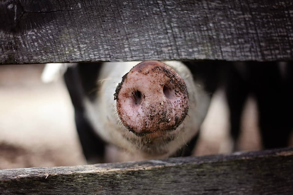 Hallani sem akarnak a gútaiak a dán sertésfarmról, petícióval állítanák meg őket