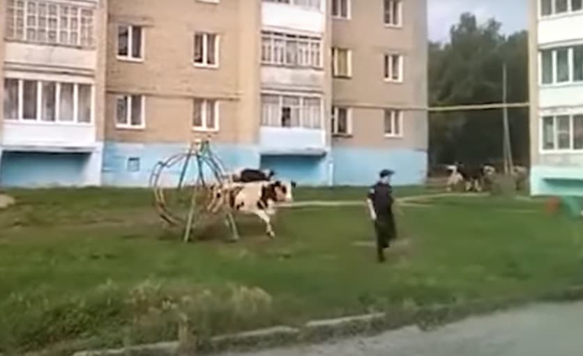 Rendőrt is megkergetett a játszótéren egy huligán tehén! (Videó)