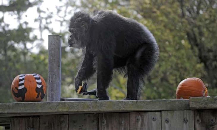 Elpusztult az észak-amerikai állatkertek legöregebb hím csimpánza