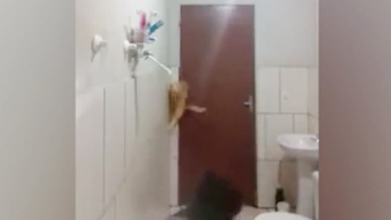 Patkánnyal zárta össze macskáját - erre azonban senki sem számított (videó)