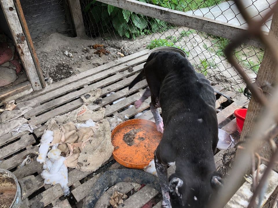 Rettentő körülmények közt, étlen-szomjan tartotta kutyáját egy gútai lakos (FOTÓK)