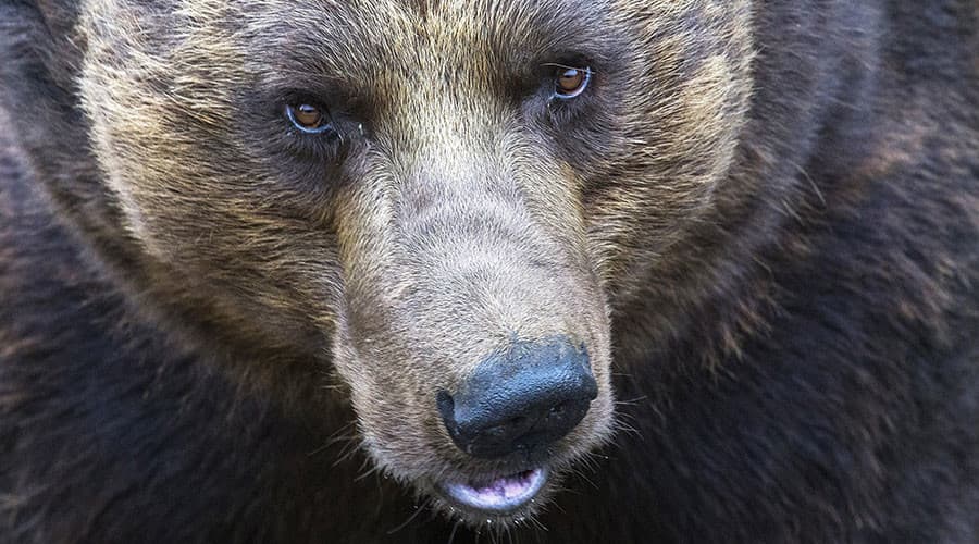 Óvodába behatoló barnamedvét lőttek le, az állatvédők tiltakoznak