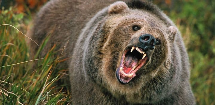 Grizzly medve ölt meg egy anyát és a kisbabáját